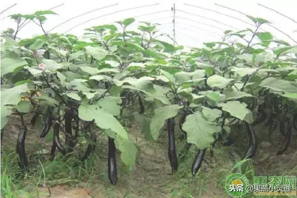 茄子的種植要點及注意事項你都清楚嗎?