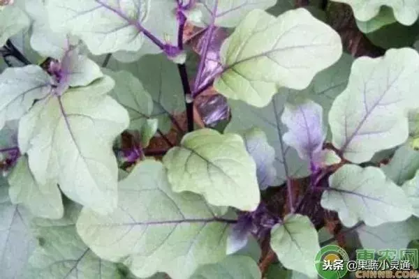 茄子的種植要點及注意事項你都清楚嗎?