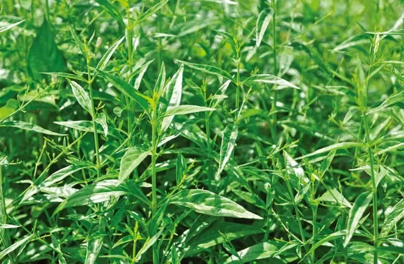 萬病仙草「苦王穿心蓮 」民間流傳的七葉救主!可治發燒、感冒、血壓高、喉嚨痛!