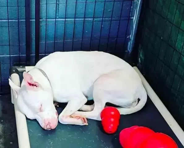 狗狗被領養後不敢睡覺,怕一睜眼看不到主人……