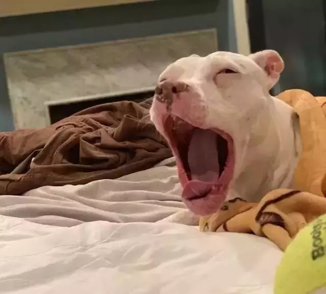 狗狗被領養後不敢睡覺,怕一睜眼看不到主人……