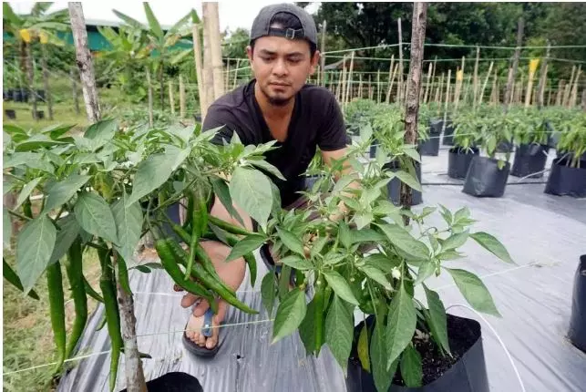 這麼賺錢?4巫裔大學生辭職去種辣椒 2個月收入6萬令吉!