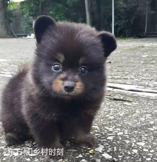 農民老伯山上撿到一小狗,拿回家養了兩個月後卻嚇出一身汗
