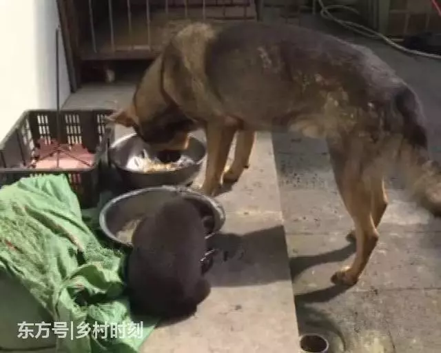 農民老伯山上撿到一小狗,拿回家養了兩個月後卻嚇出一身汗