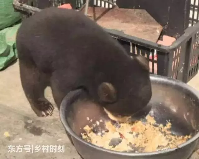 農民老伯山上撿到一小狗,拿回家養了兩個月後卻嚇出一身汗