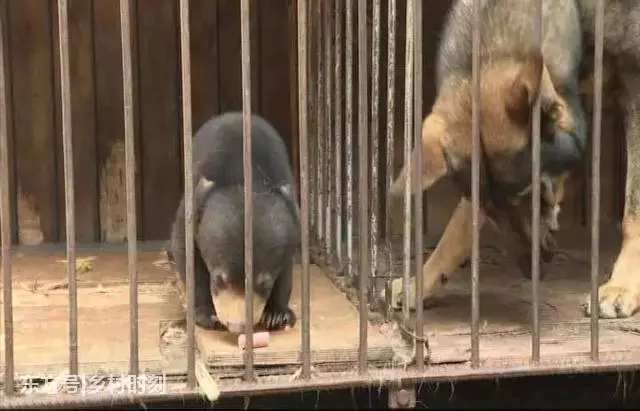 農民老伯山上撿到一小狗,拿回家養了兩個月後卻嚇出一身汗