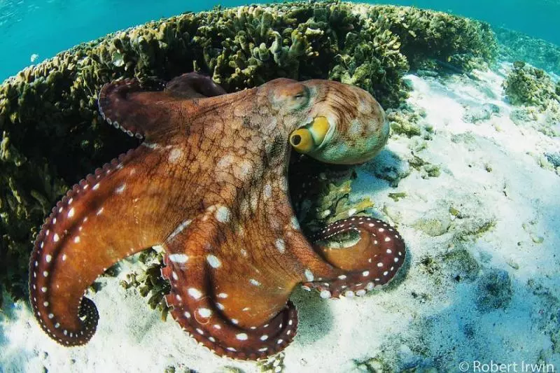 鱷魚先生的14歲兒子「獎不停」 秀20張「大師級」動物攝影作品證明實力