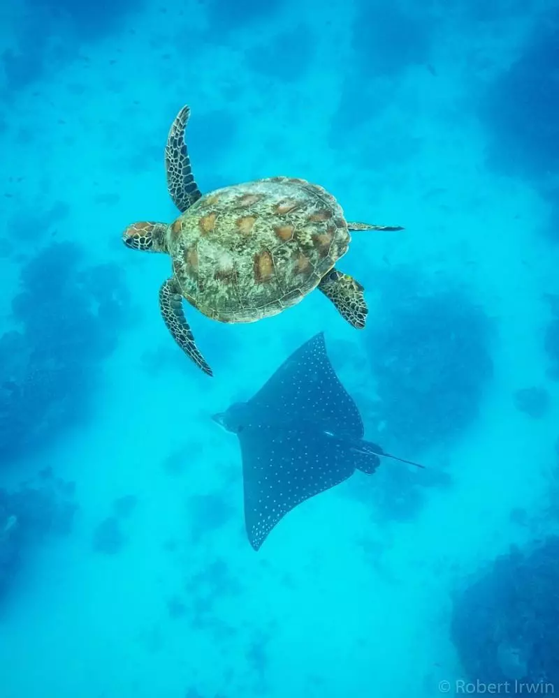 鱷魚先生的14歲兒子「獎不停」 秀20張「大師級」動物攝影作品證明實力