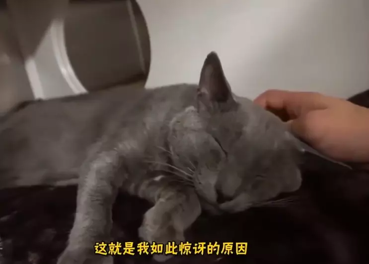 貓咪為什麼「愛睡你床上」?5大暖暖原因:它們其實超愛奴才~