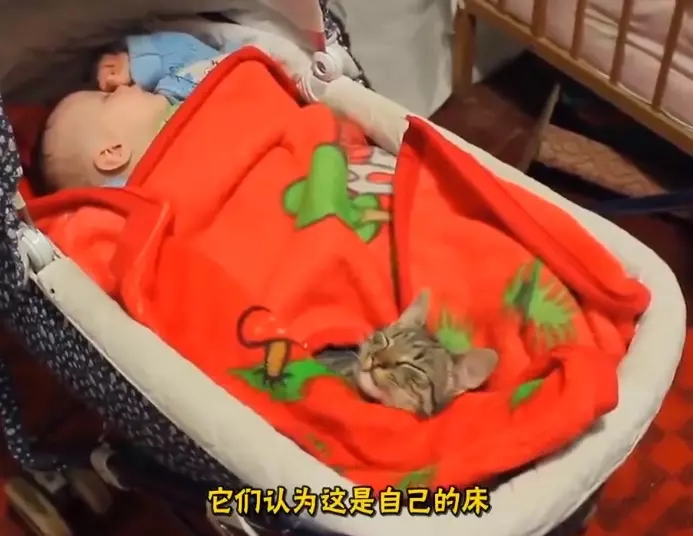 貓咪為什麼「愛睡你床上」?5大暖暖原因:它們其實超愛奴才~