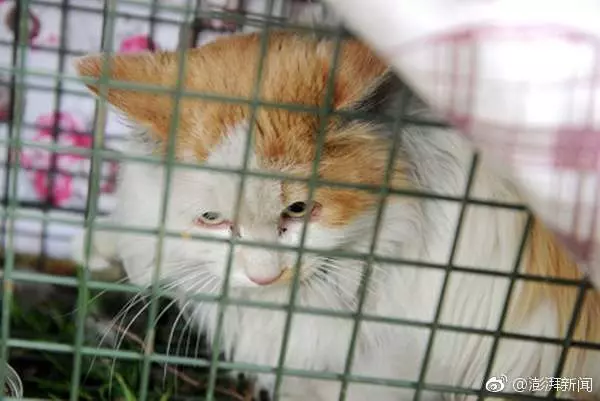 超有愛65歲老爺爺丟飼料上千次 貓咪困高架橋2年卻「變胖了」