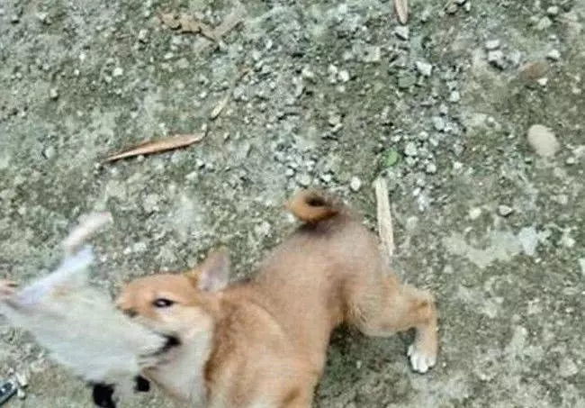 土狗遭嫌棄被主人遺棄,農村小伙收養後,發現這狗真不簡單!