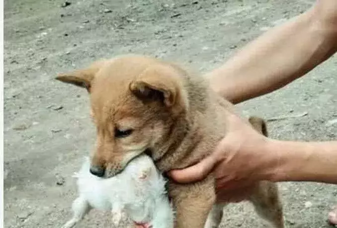 土狗遭嫌棄被主人遺棄,農村小伙收養後,發現這狗真不簡單!