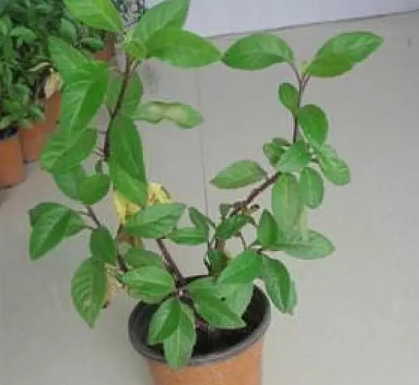 這種小草在家就能種植,葉子曬乾泡水喝,竟治好了舅舅的糖尿病,轉發給有需要的人