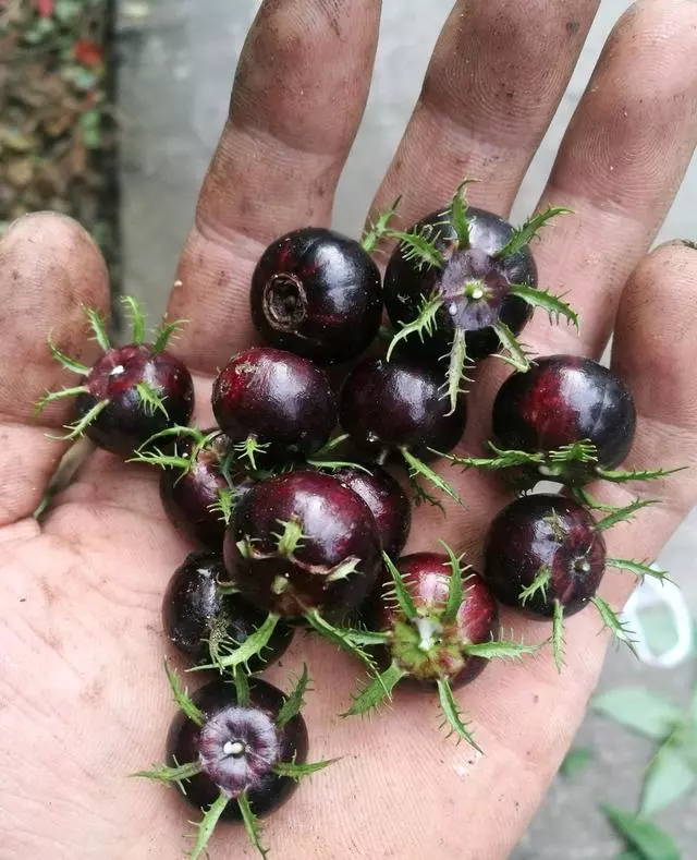 這種「野果子」益氣補虛,家裡養1盆,採摘食用,家人都「健康」