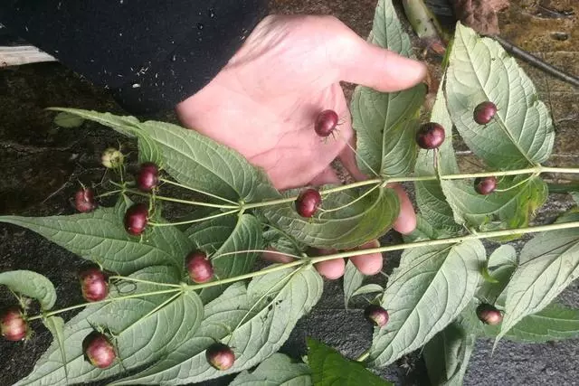這種「野果子」益氣補虛,家裡養1盆,採摘食用,家人都「健康」