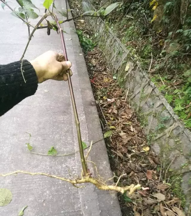 這種「野果子」益氣補虛,家裡養1盆,採摘食用,家人都「健康」