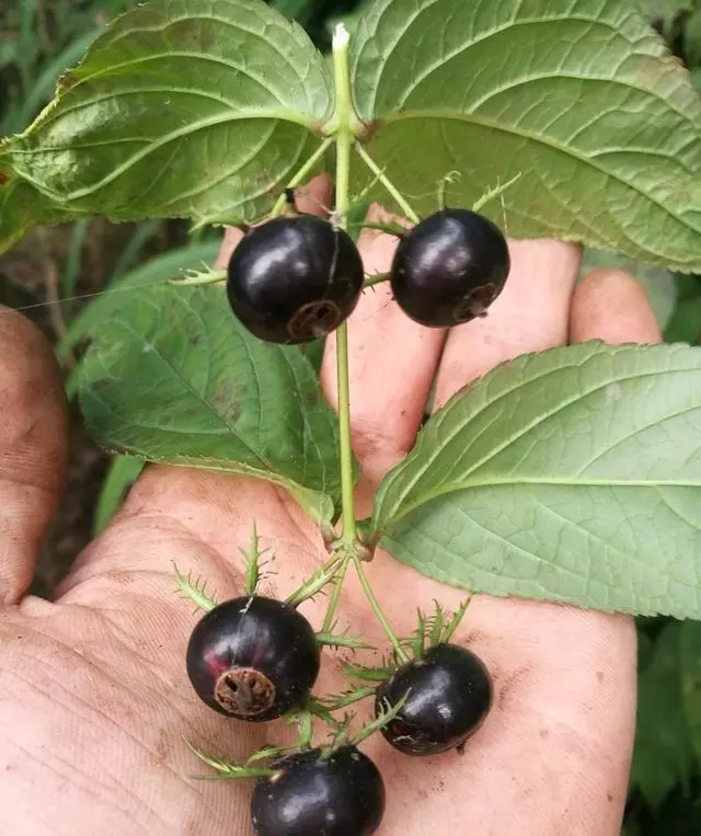 這種「野果子」益氣補虛,家裡養1盆,採摘食用,家人都「健康」
