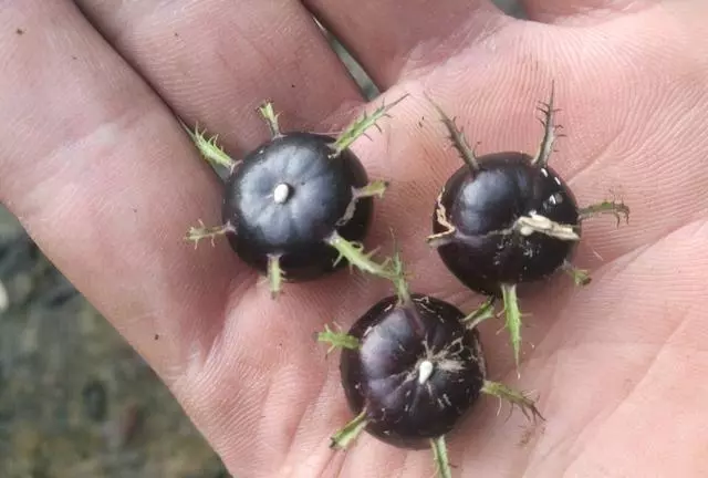 這種「野果子」益氣補虛,家裡養1盆,採摘食用,家人都「健康」