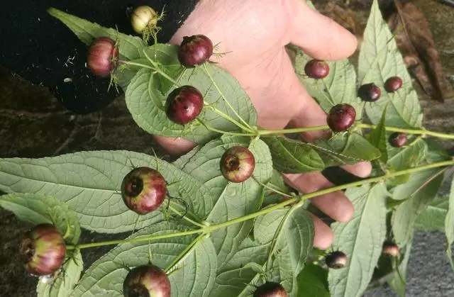這種「野果子」益氣補虛,家裡養1盆,採摘食用,家人都「健康」