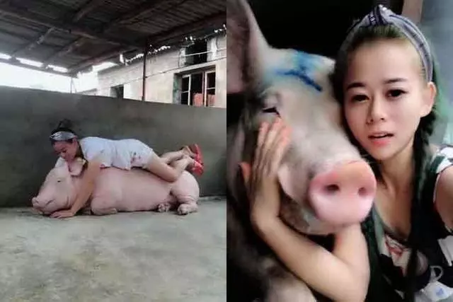 與豬同睡!湖北小妹年收445萬 人工呼吸救活400豬