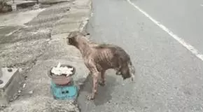 喉嚨有個大洞,流浪狗吃進食物就滑出,它永遠吃不飽!