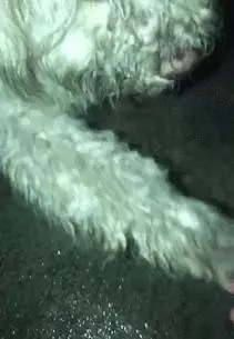 喉嚨有個大洞,流浪狗吃進食物就滑出,它永遠吃不飽!