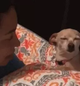 知道狗鼻子有多厲害後……出門再也不敢摸別的狗了