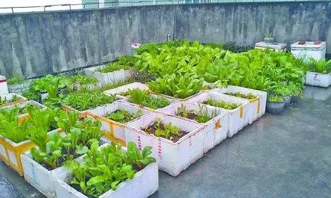 吳大媽養花10年,撿「泡沫箱」有3個妙用,家裡變成「小花園」