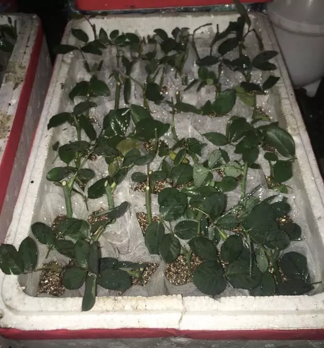 吳大媽養花10年,撿「泡沫箱」有3個妙用,家裡變成「小花園」