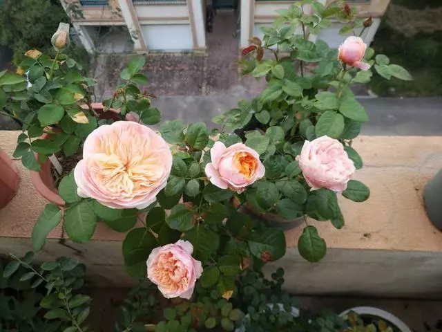 吳大媽養花10年,撿「泡沫箱」有3個妙用,家裡變成「小花園」