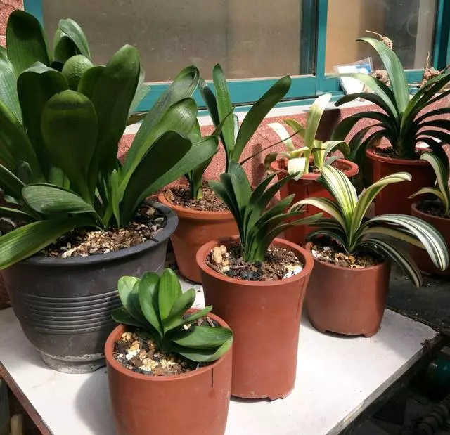 吳大媽養花10年,撿「泡沫箱」有3個妙用,家裡變成「小花園」