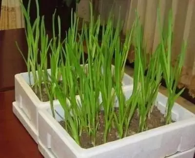 吳大媽養花10年,撿「泡沫箱」有3個妙用,家裡變成「小花園」