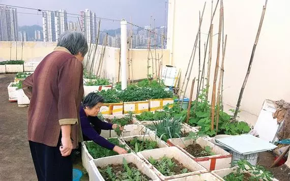 吳大媽養花10年,撿「泡沫箱」有3個妙用,家裡變成「小花園」