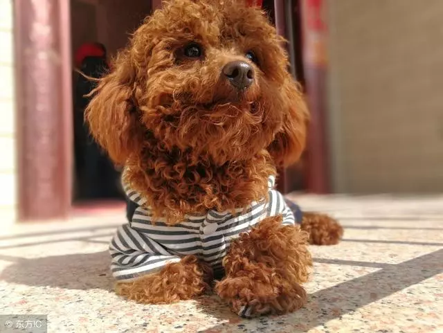 狗狗腹瀉嘔吐的原因與治療方法