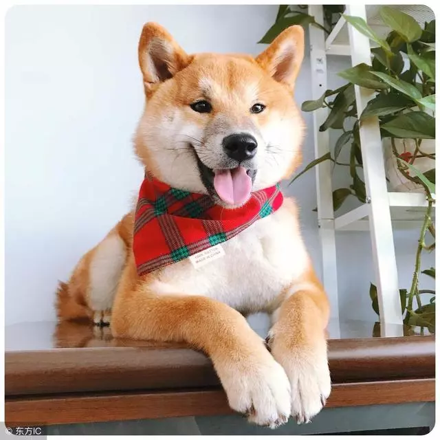 狗狗腹瀉嘔吐的原因與治療方法