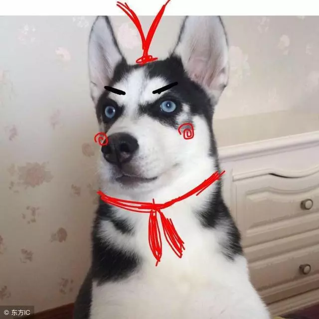 狗狗腹瀉嘔吐的原因與治療方法