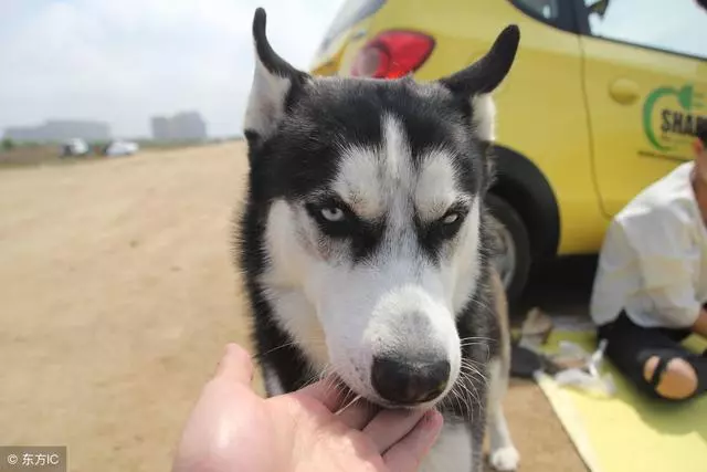 狗狗經常會發出「咔咔、咔咔」的聲音,有點像乾嘔或乾咳?