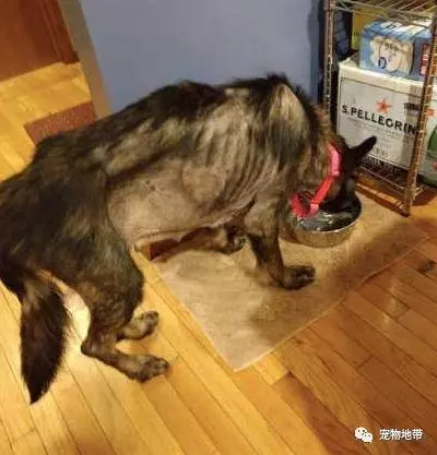 獲救狗狗骨瘦如柴 當他們給它一個網球時 狗狗的反應讓人淚目