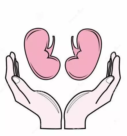 保護腎臟,請做到「三要、二不要」,讓你腰不酸、腎不虛、壽命長