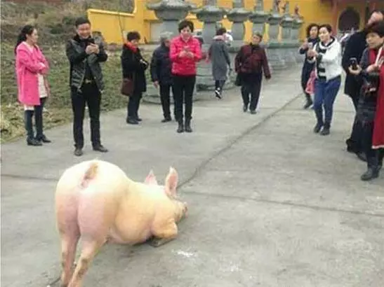 屠宰場裡,母山羊命不久矣,突然朝著屠夫跪下,摸了下肚子,屠夫把刀放下了