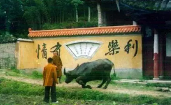屠宰場裡,母山羊命不久矣,突然朝著屠夫跪下,摸了下肚子,屠夫把刀放下了