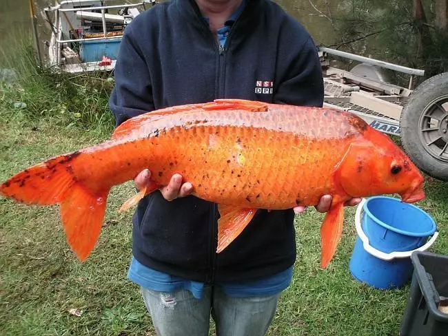 小夥釣上一條大怪魚,身如蟒蛇嘴似鱷魚,岸上人大喊:快逃命!