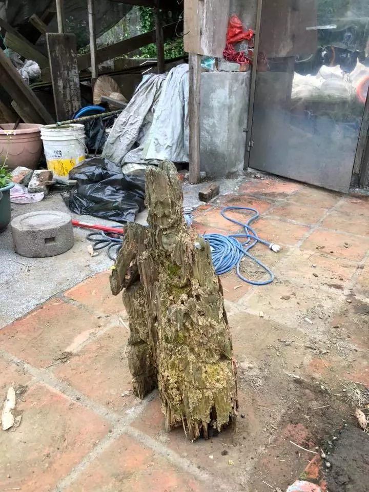 遭白蟻咬10年「枯木竟變濟公佛像」!眼尖網友發現「手上還有驚人細節」根本神蹟再現!