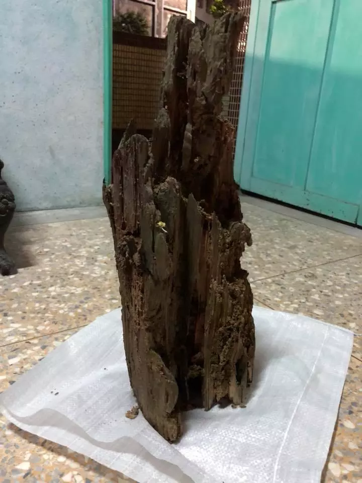 遭白蟻咬10年「枯木竟變濟公佛像」!眼尖網友發現「手上還有驚人細節」根本神蹟再現!