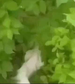 看完美國版抖音,我笑得滿地找頭!