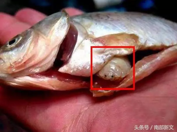 男子買了條魚刨開肚子,剛伸手就被咬了一口,仔細一看被嚇得腿腳發軟阿!