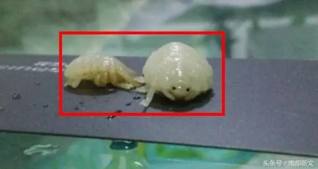 男子買了條魚刨開肚子,剛伸手就被咬了一口,仔細一看被嚇得腿腳發軟阿!