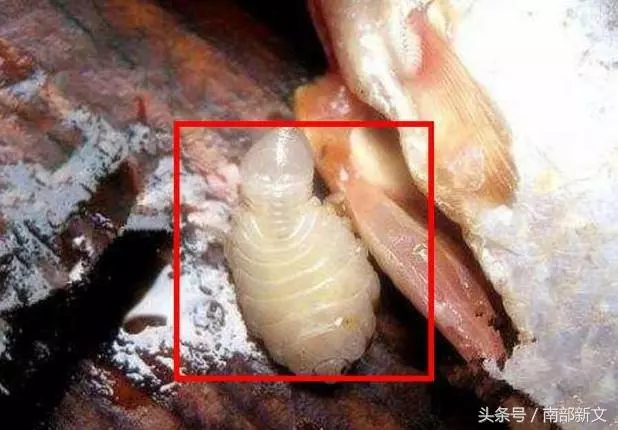 男子買了條魚刨開肚子,剛伸手就被咬了一口,仔細一看被嚇得腿腳發軟阿!