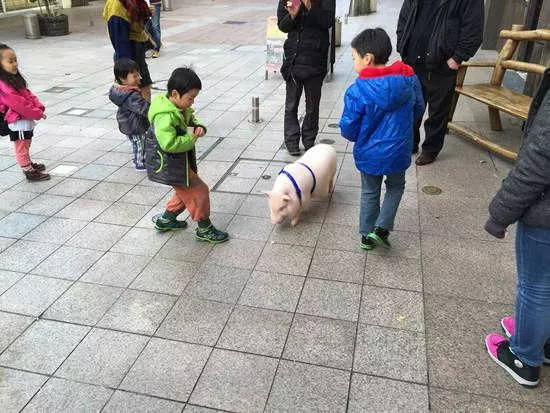 你還吃得下麼,讓豬當豬肉店的吉祥物醉了「豬哥哥千萬別吃太胖」